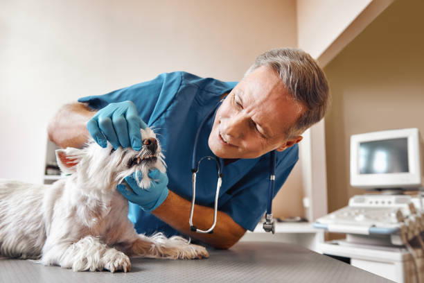 Best Same-Day Emergency Dental Services in Plymouth, CA